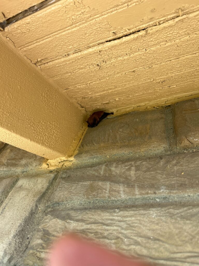 Bat Removal Burlington