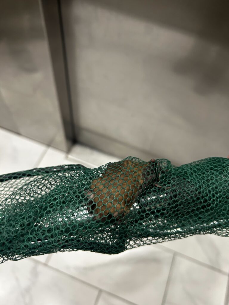 Bat Removal Burlington