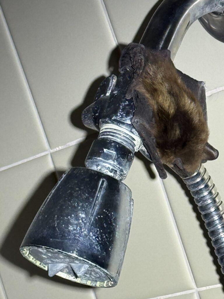 Bat Removal Burlington