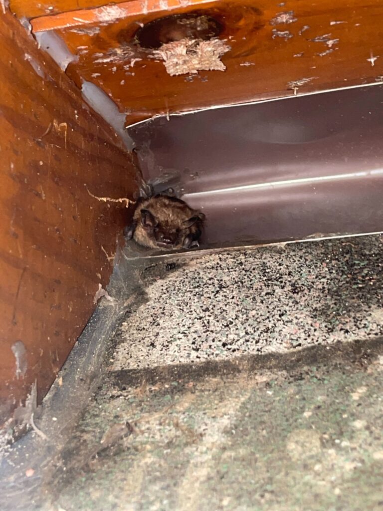 Bat Removal Burlington