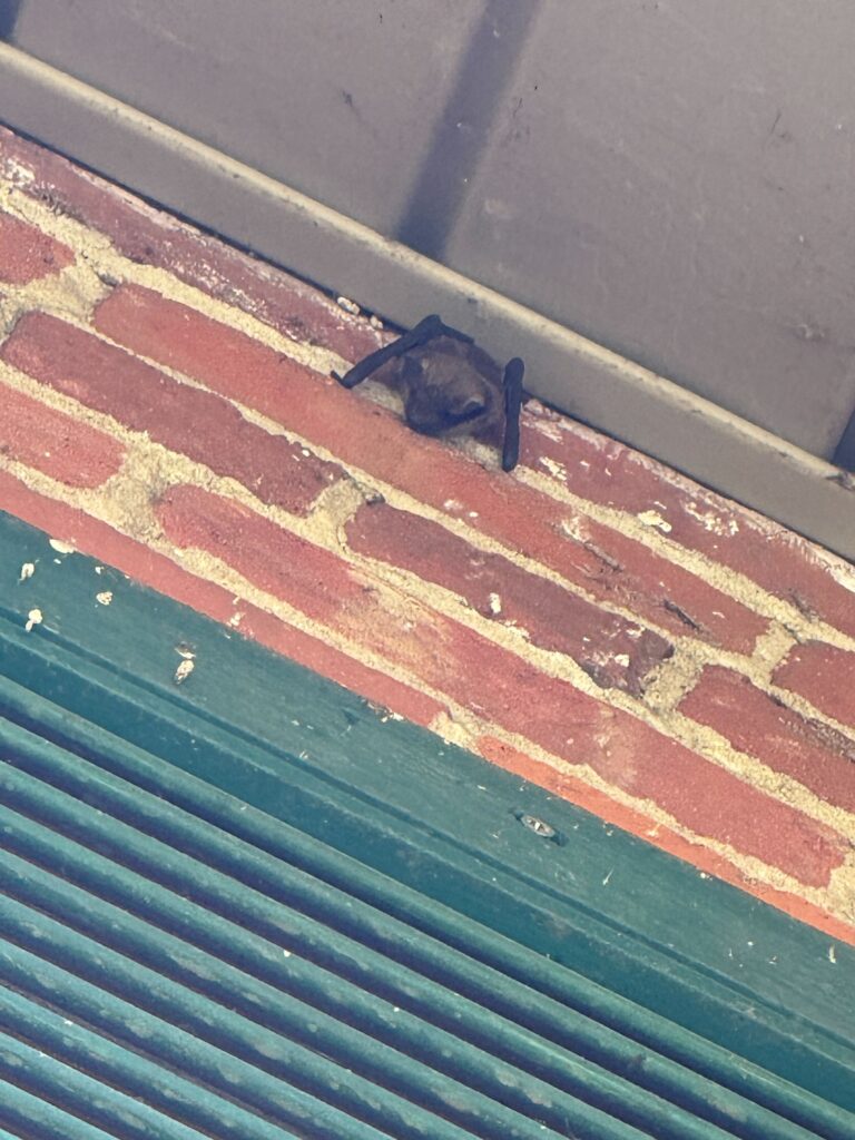 Bat Removal Burlington