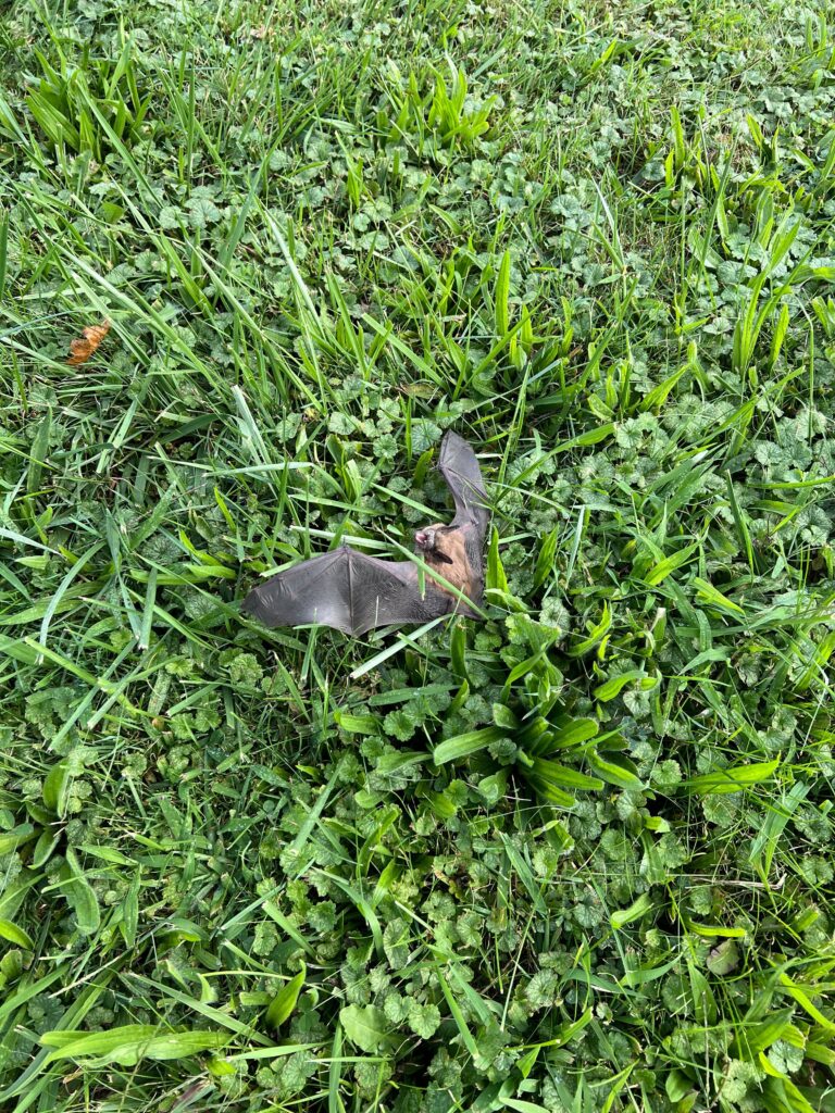 Bat Removal Burlington