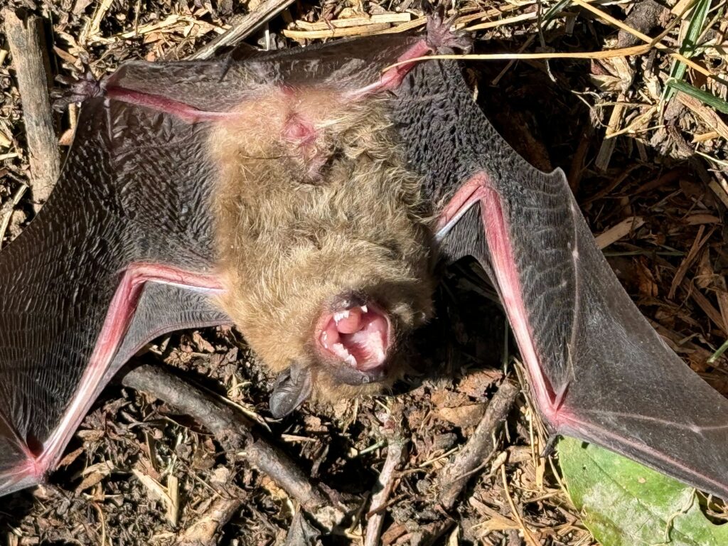 Bat Removal Burlington